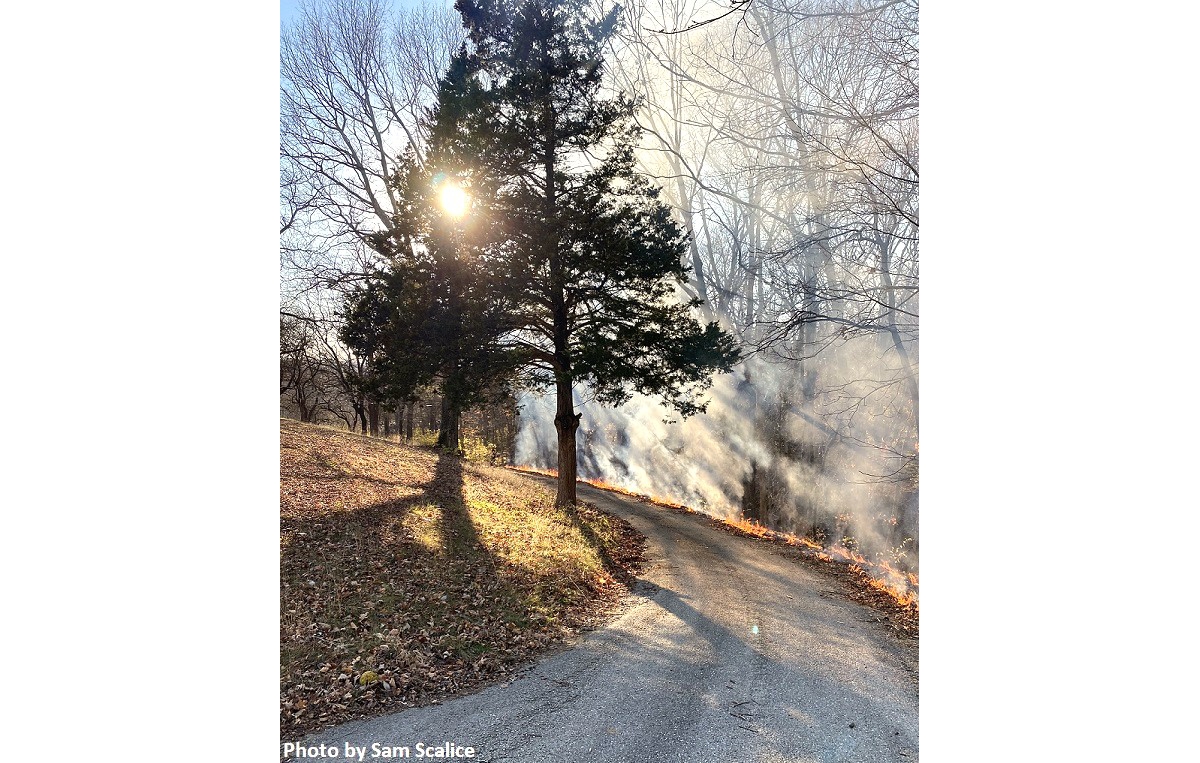 Fults Hill 2021, smoke is rising around a bend in a fire break. The smoke rises through a conifer tree with the sun shining through the branches. 